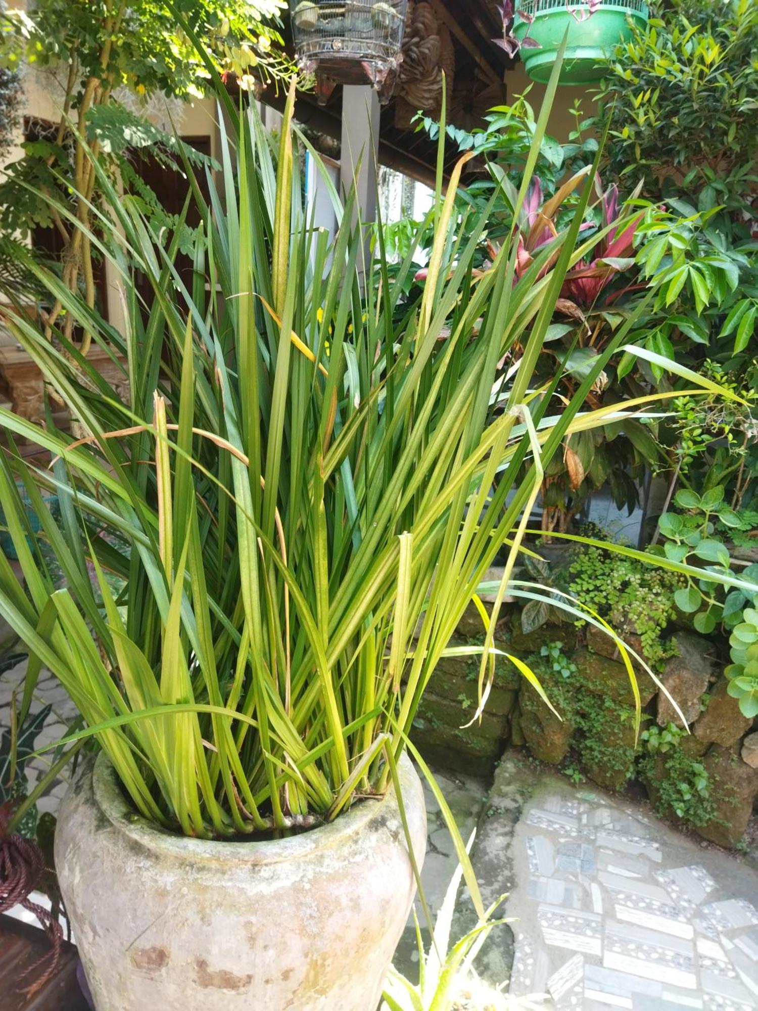 Wahwik'S House Hotel อูบุด ภายนอก รูปภาพ
